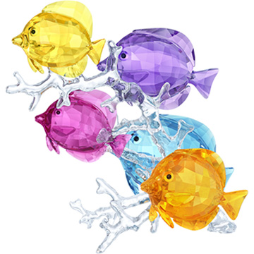 Rainbow Fish Family