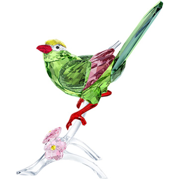 Green Magpie